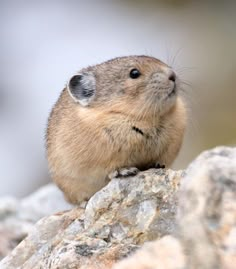 a small rodent is sitting on top of a rock and looking up at the sky