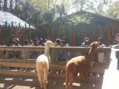 two llamas standing next to each other in front of a fence with people looking at them