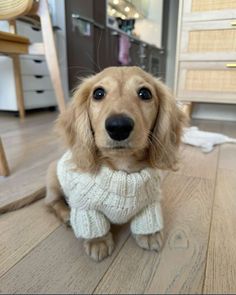 Mini Dachshund 🤎 Dachshund Dog Dapple, Fluffy Daschund Puppies, Brown Mini Daschund, Golden Daschund Puppies, Dachshund Puppy Aesthetic, Long Hair Doxie Dachshund, Mini Weenie Dogs, Long Haired Weenie Dog