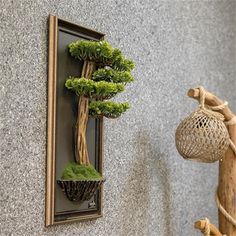 a bonsai tree in a pot on the wall next to a basket with moss