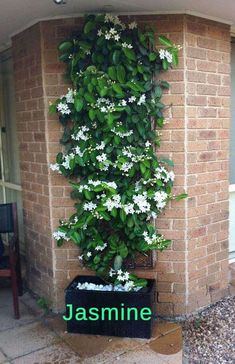 a brick building with white flowers growing on it's side and the words jasmine in front