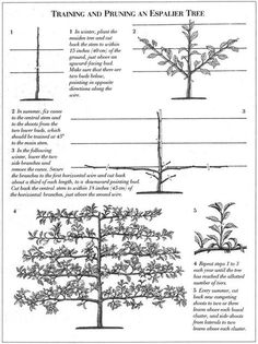 four different types of trees with their names in english and spanish, as well as pictures