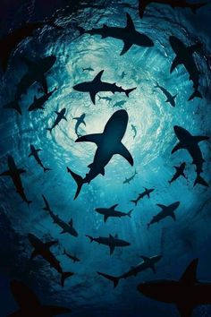 a large group of sharks swimming in the ocean