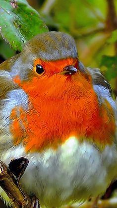 a close up of a small bird on a tree branch with leaves in the background