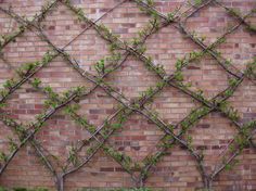 a brick wall with vines growing on it