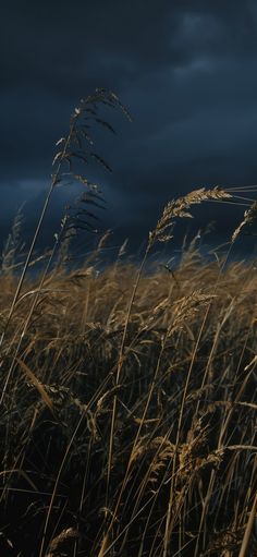 tall grass with dark clouds in the background