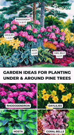 garden ideas for planting under and around pine trees with infos on the top, below