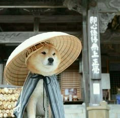 a dog with a hat on it's head sitting in front of a building