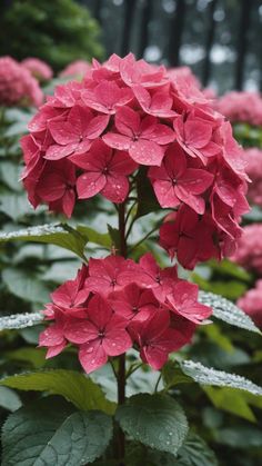 pink flowers with green leaves in the rain