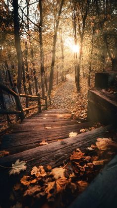 the sun shines brightly through the trees in the woods on a wooden path surrounded by fallen leaves