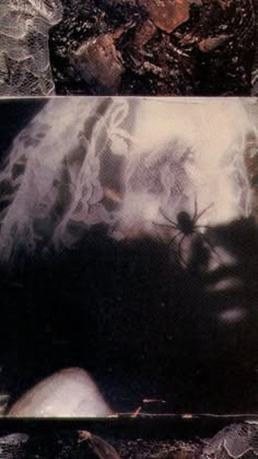 an altered photograph of a spider on the side of a wall