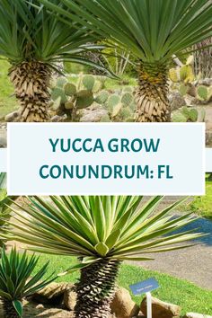 the yucca grow conundrum fl sign is in front of some cactuses