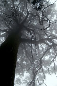 a black and white photo of a tree in the fog