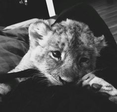 black and white photo of a lion cub laying on a bed with his head resting on the pillow