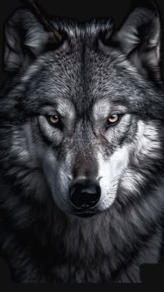 an image of a wolf looking at the camera