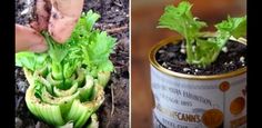 two pictures side by side, one with lettuce and the other has leaves growing out of it