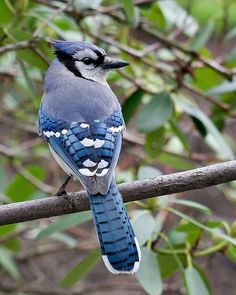 a blue bird is sitting on a branch