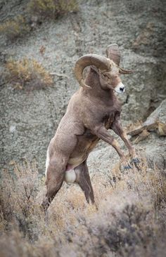 a ram standing on its hind legs in the grass