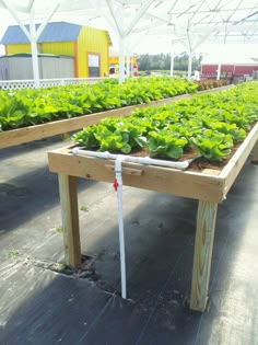 several rows of lettuce growing in a greenhouse