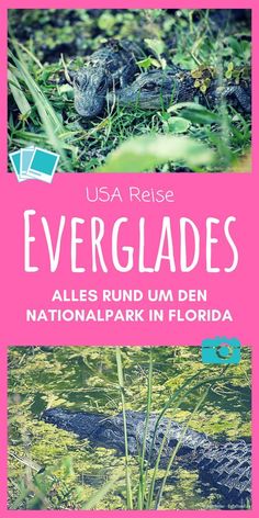 an alligator in the grass with text overlay that reads, evergladess alles run um den national park in florida