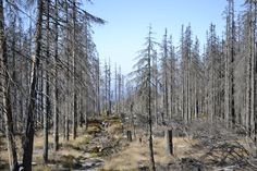 a forest filled with lots of dead trees