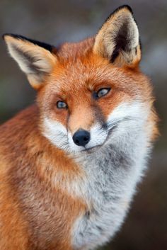 a red fox with blue eyes looking at the camera