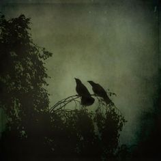 two black birds sitting on top of a tree branch in the dark night with fog