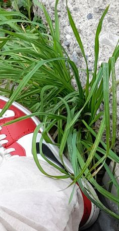 a pair of red and white sneakers with green grass growing out of them