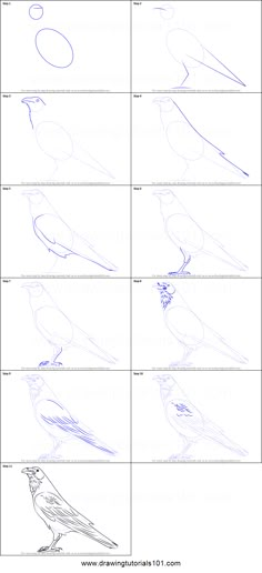 how to draw birds step by step