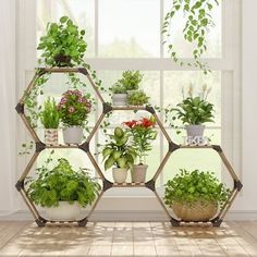 an assortment of potted plants are arranged in hexagonal shelves on a window sill