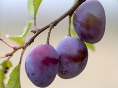 three plums hanging from a tree branch with green leaves and brown sky in the background