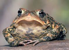 a frog sitting on top of a rock