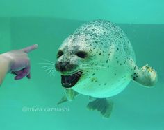 a close up of a person pointing at a seal in the water