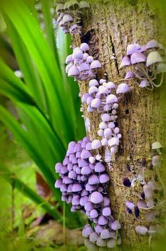 purple mushrooms growing on the side of a tree