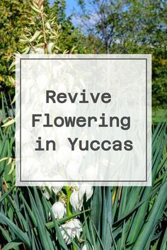 Revive Flowering in Yuccas Yucca Flower Drawing, Adam’s Needle Yucca, Hot Desert