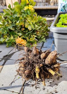 a bunch of root vegetables sitting on the ground next to a potted planter