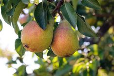 two pears hanging from a tree with leaves