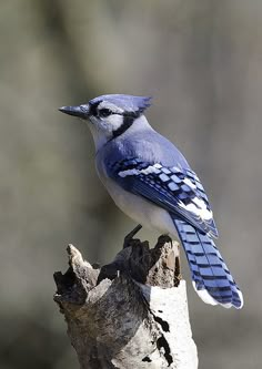 a blue jay perched on top of a tree stump