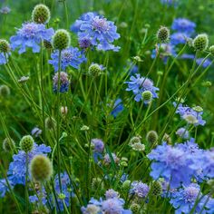 some blue flowers are growing in the grass