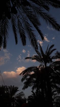 palm trees are silhouetted against the evening sky