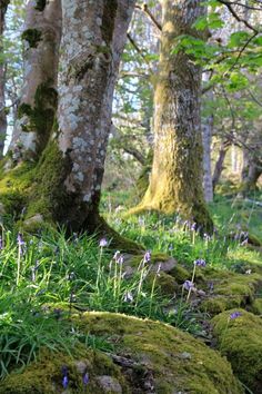 mossy rocks and trees in the woods with bluebells growing on one side