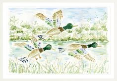 watercolor painting of ducks in flight over a body of water with grass and trees