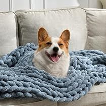 a dog laying on top of a couch covered in a blue blanket with his tongue hanging out