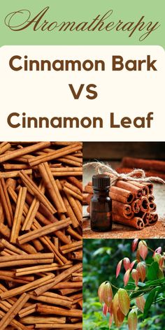 Have you ever been captivated by the rich and warm scent of cinnamon? This beloved spice has a long history, and its essential oils, specifically Cinnamon Bark and Cinnamon Leaf, are gaining popularity for their therapeutic properties. In this article, we�’ll explore these two aromatic gems, highlighting their differences, similarities, and various uses. Cinnamon Bark Essential Oil, Homemade Essential Oil, Thieves Essential Oil, Steam Distillation, Ginger Essential Oil, Cinnamon Bark, Aromatic Plant, Citrus Oil, Essential Oil Scents