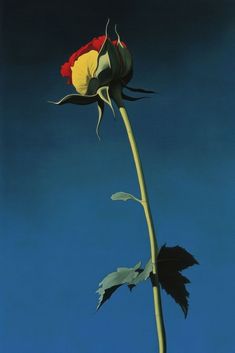 a single red and yellow rose against a blue sky