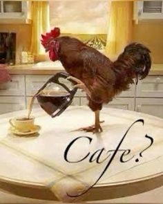 a rooster standing on top of a table pouring coffee