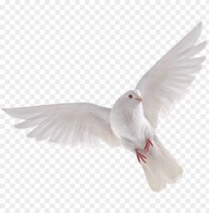 a white dove flying in the air with its wings spread