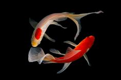 two orange and white kohaki fish swimming in the dark water with their tails curled up