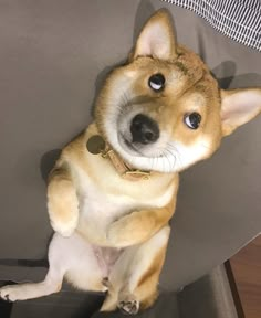 a brown and white dog sitting on top of a chair