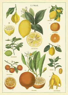 an illustration of citrus fruits and their leaves